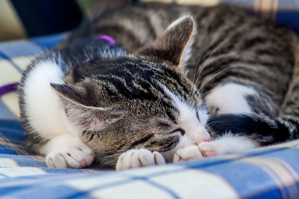 Diese Katze geniesst ihre Komfortzone