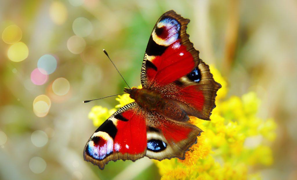 Wie du dich als ehrenamtliche Führungskraft von einer Raupe zum Schmetterling entfalten kannst