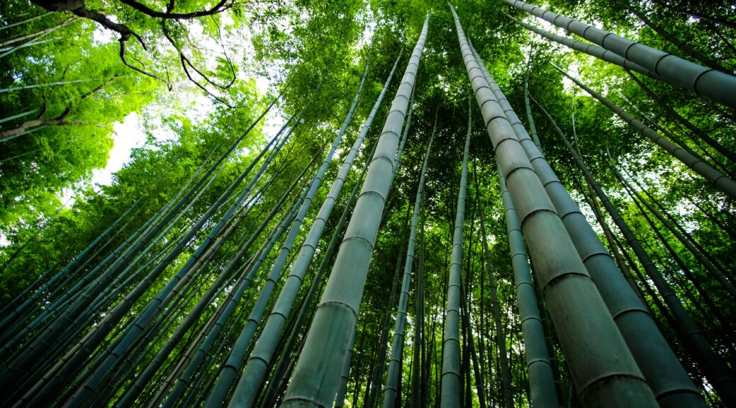 Willst du Bambus züchten, brauchst du Zeit